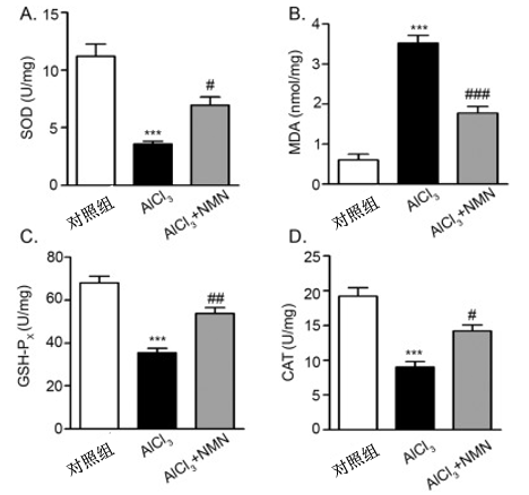 图7. NMN对铝诱导的大鼠股骨氧化应激的影响其中A为SOD：超氧化物歧化酶，有助于恢复细胞功能并降低细胞损伤；B为MDA：丙二醛，细胞脂质受到攻击后的产物，积累越多，表示受伤害几率越高；C为GSH-PX：谷胱甘肽过氧化物酶, 可清除掉人体内的自由基；D为CAT:过氧化氢酶，是机体防御体系的关键酶之一。AlCl3：氯化铝。