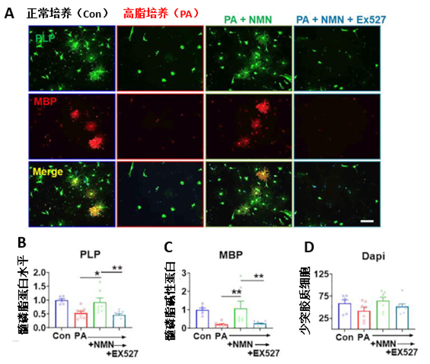 图7. NMN 可恢复高脂饮食对少突胶质细胞分化的损伤。图A为少突胶质细胞的免疫荧光图；图B-C为髓鞘蛋白含量变化图，代表少突胶质细胞的分化能力；图D为少突胶质细胞含量图。其中Con为正常培养组，PA为高脂培养组，PA+NMN为高脂和NMN共培养，PA+NMN+EX527为高脂、NMN和EX527共培养；PLP：髓磷脂髓鞘蛋白、MBP：髓磷脂碱性蛋白，均为髓鞘的主要成分。