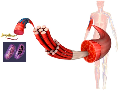 图1: 线粒体肌病，一种因线粒体功能受损而影响肌肉的疾病