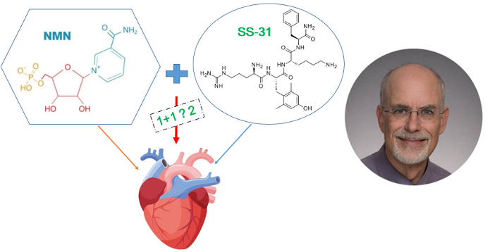 图3. 左：SS-31、NMN与心脏功能的研究思路示意图；右：Peter S. Rabinovitch教授，华盛顿大学医学中心病理科