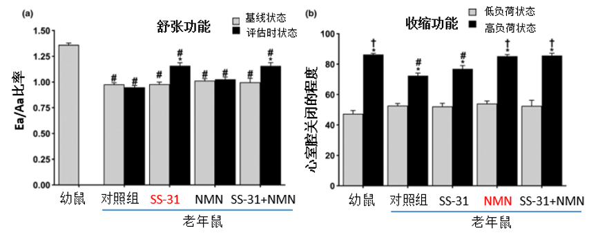 图4. SS-31和NMN对心脏功能产生不同方面的影响其中(a)中Ea/Aa是用于评估人类心舒张功能的主要标记之一；(b)中低负荷状态为不加多巴酚丁胺，高负荷状态为加多巴酚丁胺，通过测量不同状态下心腔缩短百分比来表征心收缩能力。