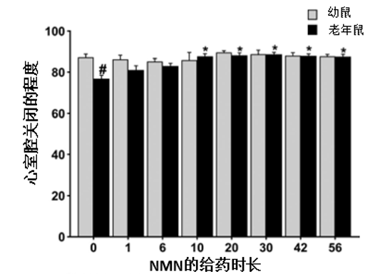 图5. NMN对心收缩能力的影响时长