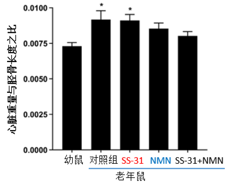 图6. NMN及其联用SS-31可减轻衰老引起的心肌肥厚现象