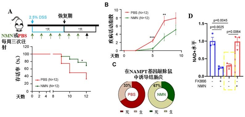 守护“健康长城”|韩国亚洲大学:NMN或可缓解炎症性肠病插图8NMN 守护“健康长城”|韩国亚洲大学:NMN或可缓解炎症性肠病插图8NMN