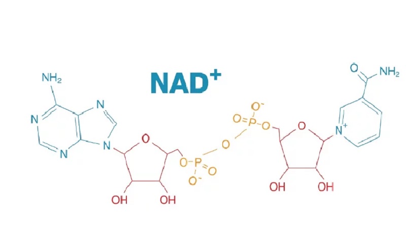 NAD+的分子式