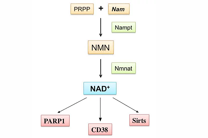 NMN的作用原理