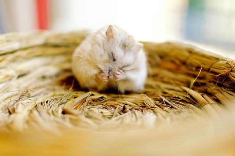 延长睡眠时间1000秒，中国科学家：补充β-烟酰胺单核苷酸可显著缓解小鼠失眠