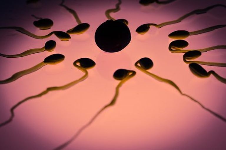 降低精子畸形率40%，中国科学家研究发现烟酰胺单核苷酸可改善雄性糖尿病小鼠生殖功能